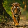 Wildlife Documentaries