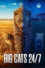 Big Cats 24/7