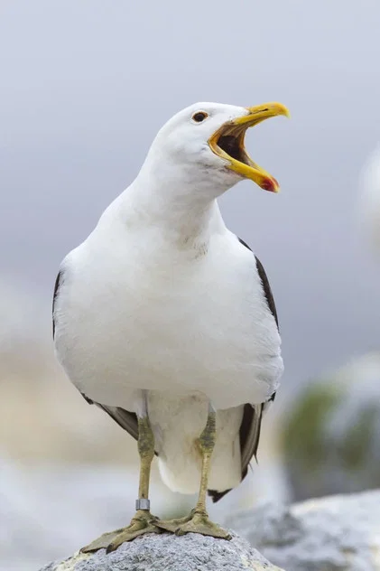 SULLY SEAGULL